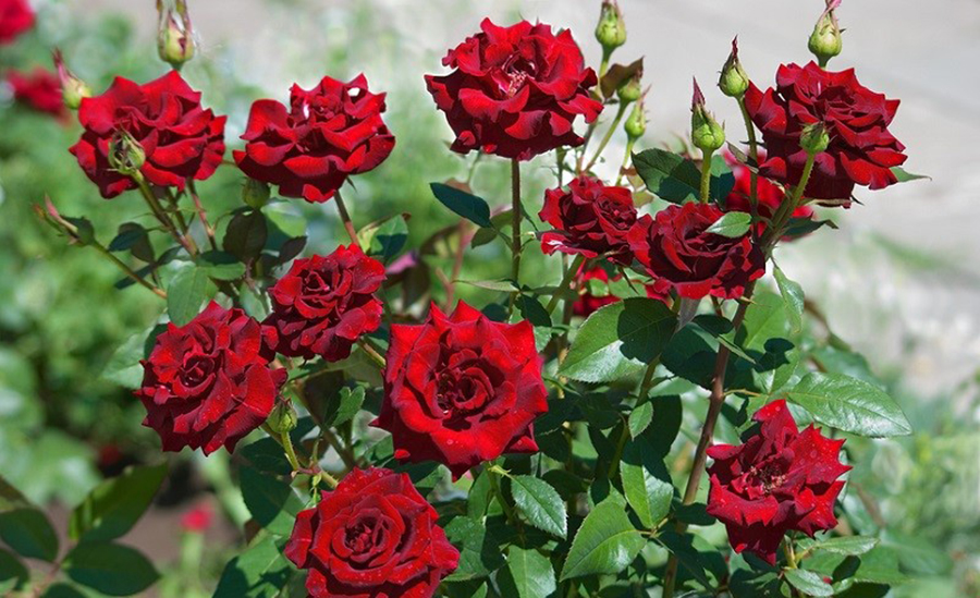 ‘भ्यालेन्टाइन डे’को पूर्वसन्ध्यामा विदेशबाट गुलाबको फूल ल्याउन नपाइने