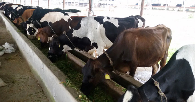 गाईपालनमा आकर्षित हुँदै इलामका किसान