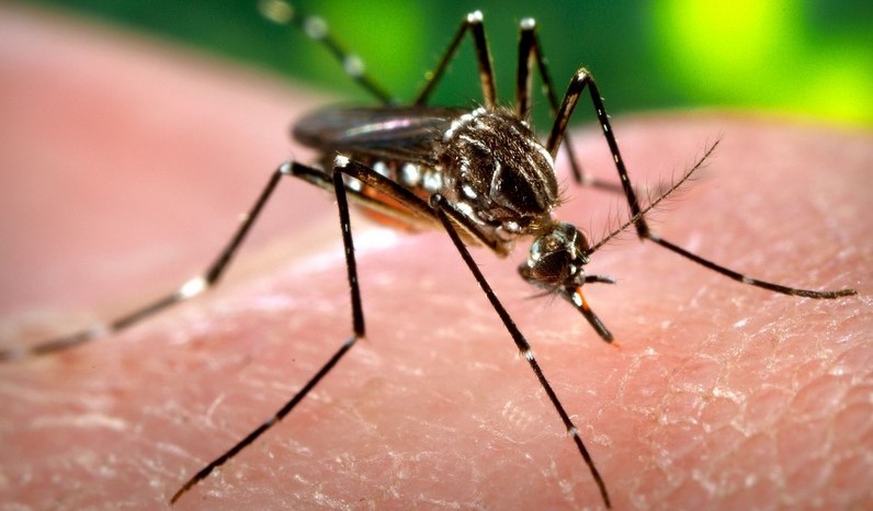 बढ्यो डेंगुको प्रकोप, साढे १७ हजार जनामा संक्रमण पुष्टि, फैलियो ७५ जिल्लामा