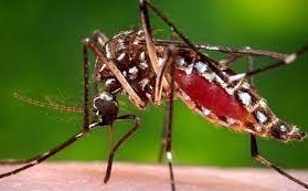 डेंगुबाट मृत्यु हुनेको सङ्ख्या ९ पुग्यो, ६ हजार ४ सय सङ्क्रमित